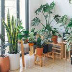 Plantas purificadoras: decora y mejora el aire de tu hogar