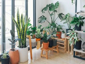 Plantas purificadoras: decora y mejora el aire de tu hogar
