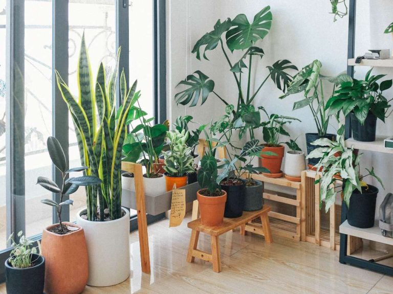 Plantas purificadoras: decora y mejora el aire de tu hogar